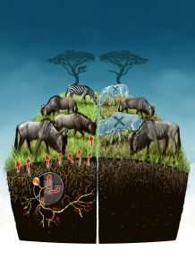 Researchers quantify nutritional value of soil fungi to the Serengeti food web