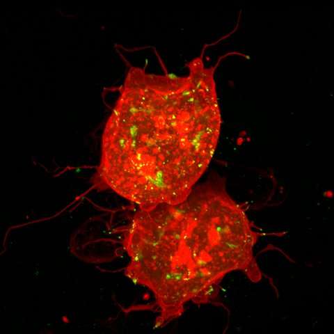 Research into cell-to-cell signalling mechanism may lead to new cancer treatments