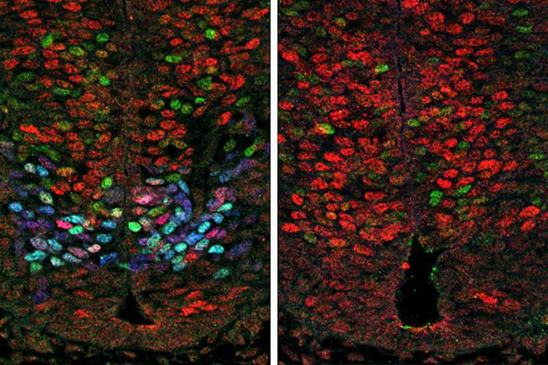 Research uncovers gene network that regulates motor neuron formation during embryonic development