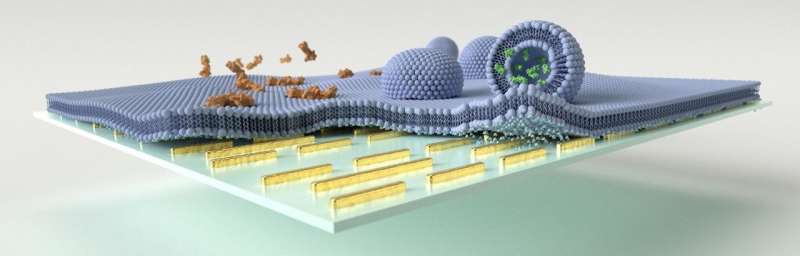 Resolving molecule information in dynamic lipid membrane with metasurfaces