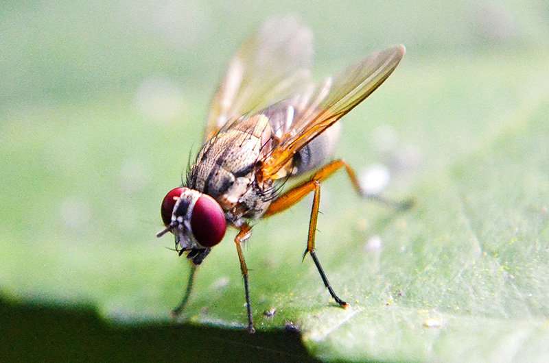 Restoring epigenetic balance reinstates memory in flies with alzheimer's disease symptoms