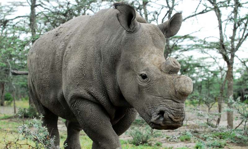 Resurrection of the northern white rhino – could this be the turning point?