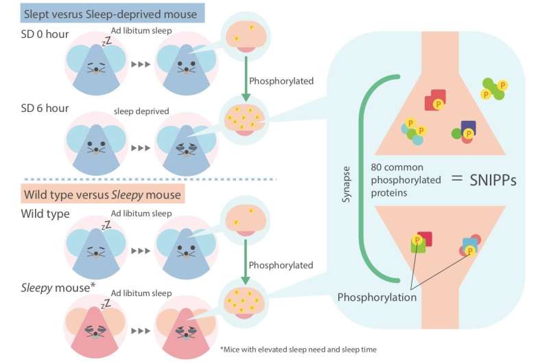 Reversible changes to neural proteins may explain sleep need