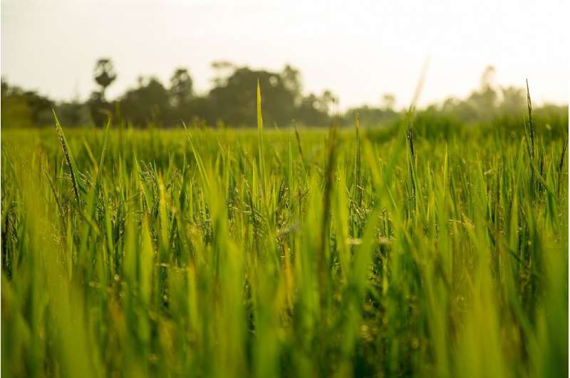 rice growing