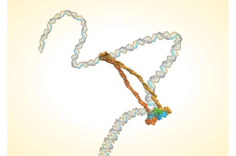 Ring-shaped protein complex wrangles DNA
