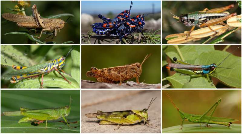 Rise of the grasshoppers: New analysis redraws evolutionary tree for major insect family