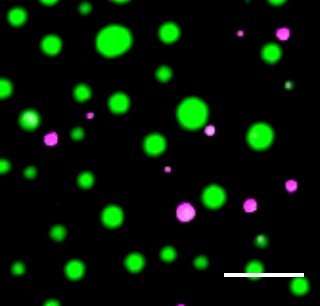 RNAs help molecules come together in liquid-like droplets within living cells