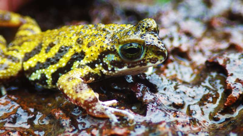 Rocky habitats need to be protected for endangered amphibians to survive