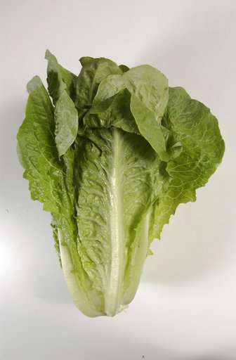Romaine lettuce outbreak update: 98 people sick in 22 states