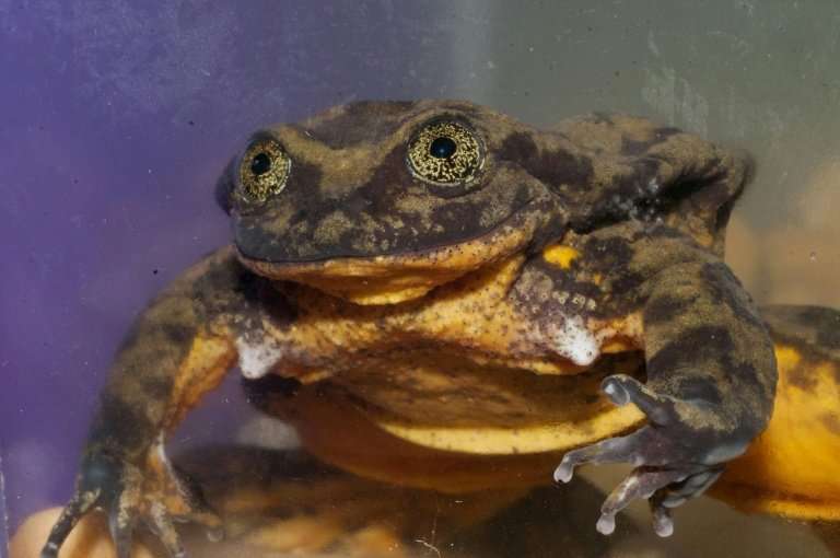 Romeo, a Sehuencas water frog (Telmatobius yuracare), alone in his tank at the Natural History Museum in Cochabamba, Bolivia
