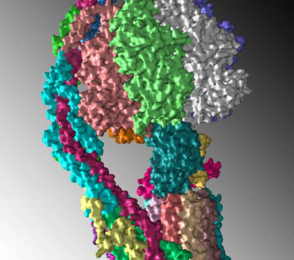 Rosalind Franklin University leads study in solving the structure of ATP synthase