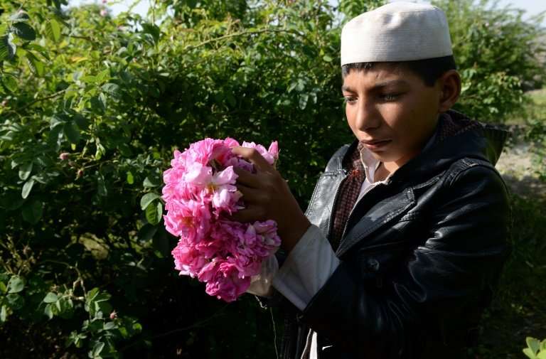 Roses are providing farmers in Nangarhar province with a viable alternative to growing opium poppies, the sale of which has fuel