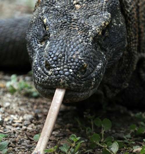 Rough edge of that tongue: komodo dragons can be dangerous to humans, but deadly attacks are rare
