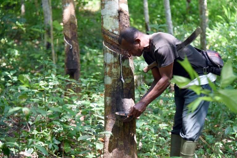 Rubber trees take six to seven years to mature before they can be tapped, a process which involves making incisions in the tree'