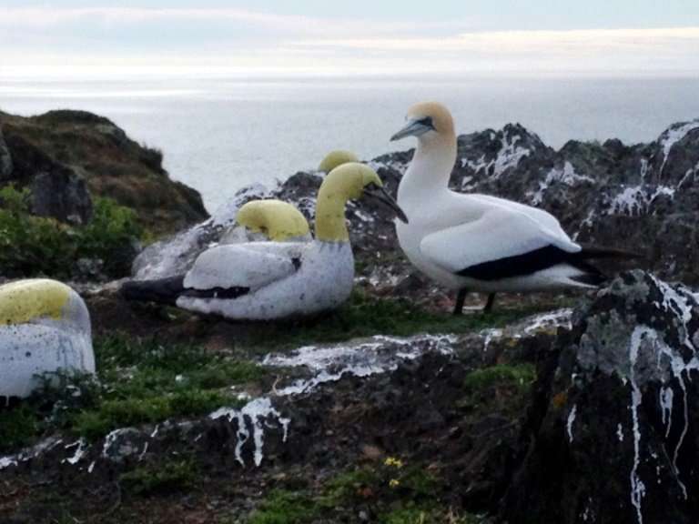 Sadly, Nigel may have died just as the fake colony was having its desired effect, with Bell reporting that three gannets began v