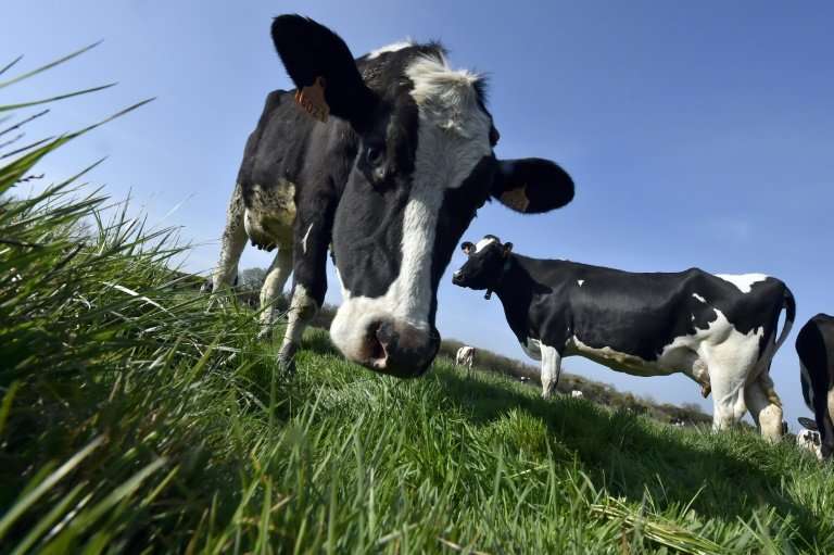 Sales of organic milk have ground to a halt in the US, making times tough for dairy farmers