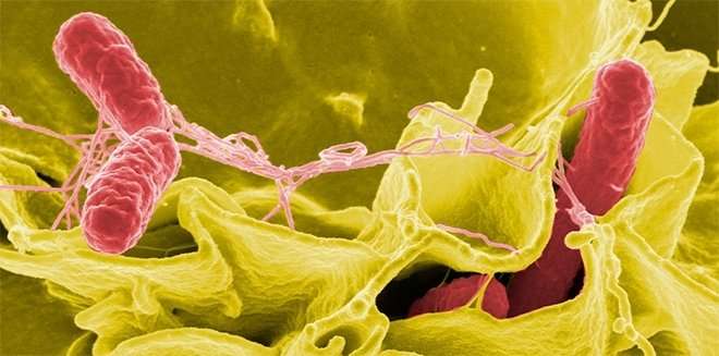 Salmonella found to be resistant to different classes of antibiotics
