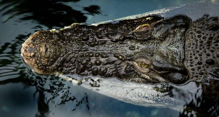Saltwater crocodiles from Malaysia found at London Heathrow Airport had not been packed in accordance with international regulat