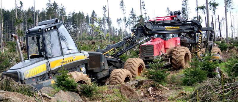 Salvage logging is often a pretext for harvesting wood