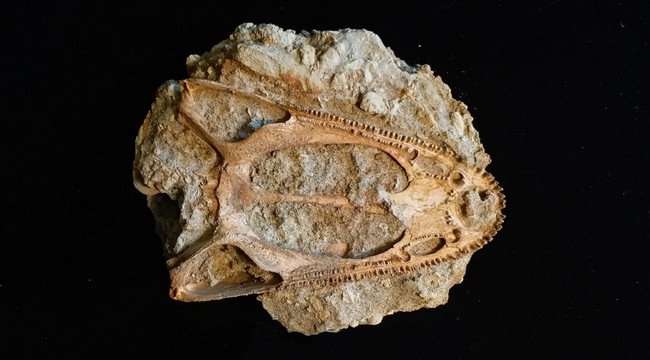 Samara Polytech geologists discovered the fullest skull of Wetlugasaurus