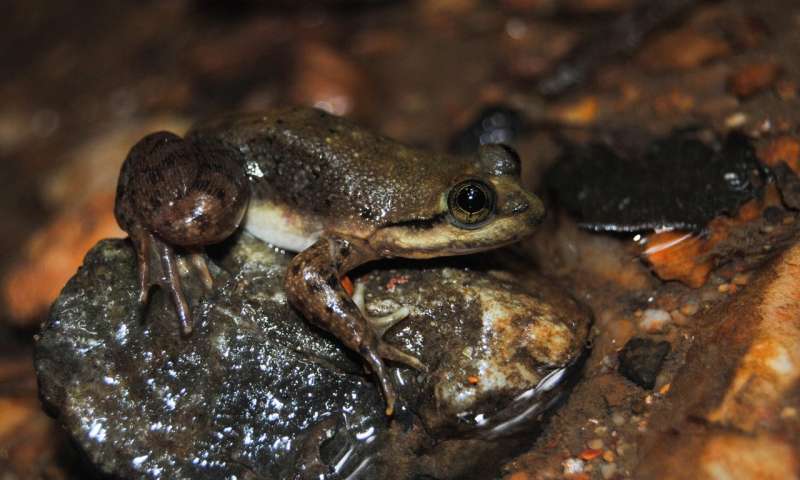 Sanctuary for a frog on the slippery slope to extinction
