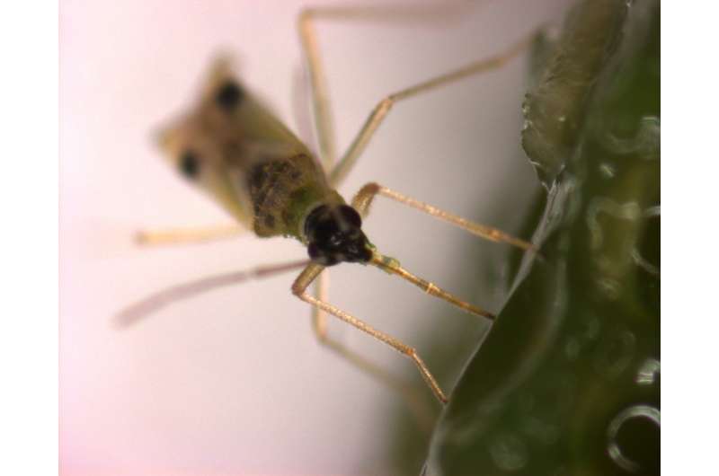 Sap-sucking bugs manipulate their host plants' metabolism for their own benefit