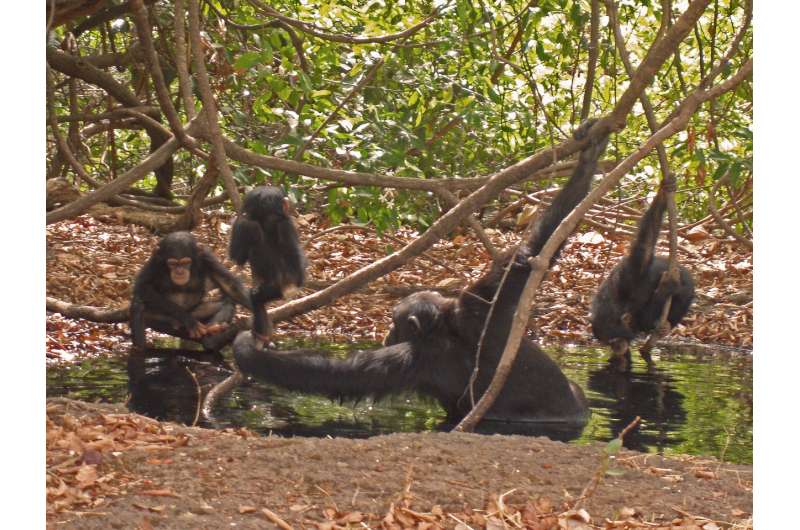 Savanna chimpanzees suffer from heat stress