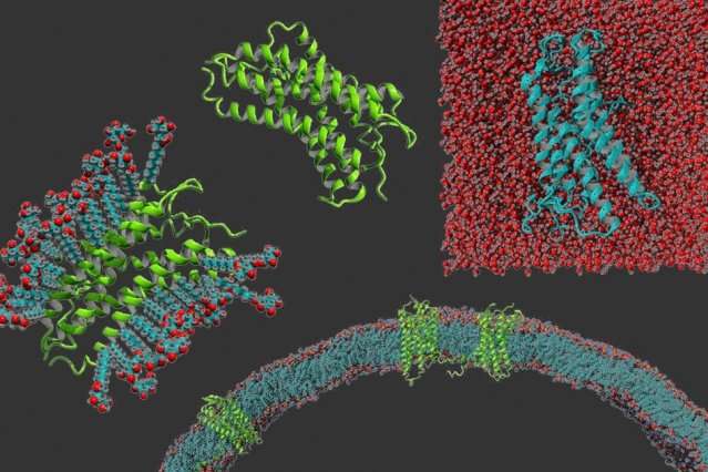 Scientists alter membrane proteins to make them easier to study