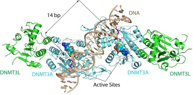 Scientists crack structure of enzyme complex linked to cancer