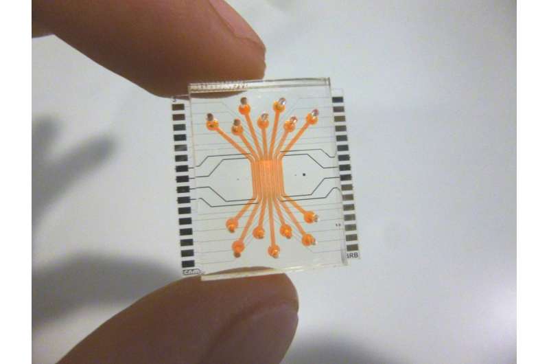 Scientists emulate the human blood-retinal barrier on a microfluidic chip