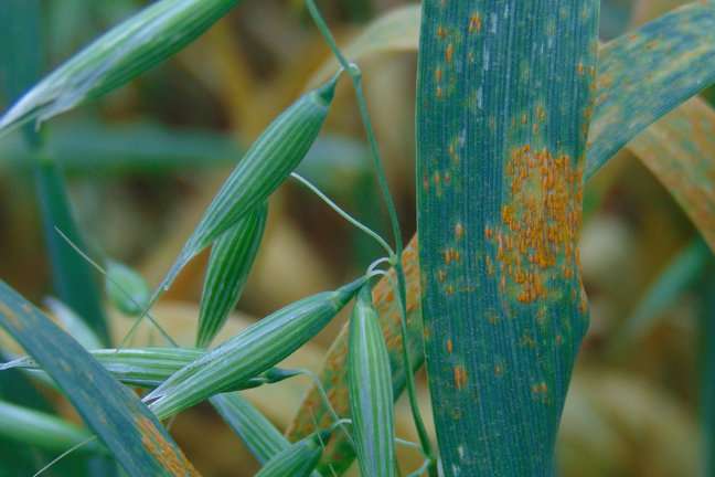 Scientists poised to win the race against rust disease and beyond