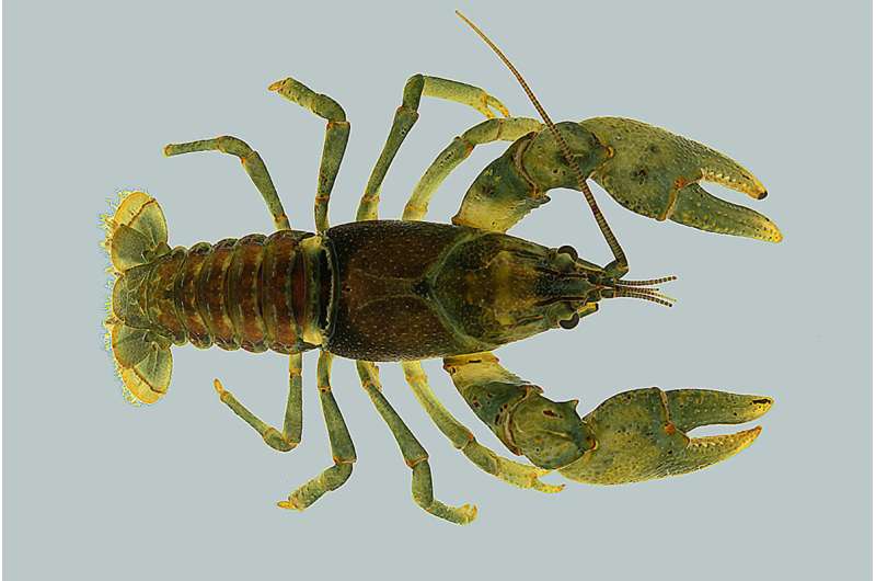 Scientists seeking rare river crayfish aren't just kicking rocks