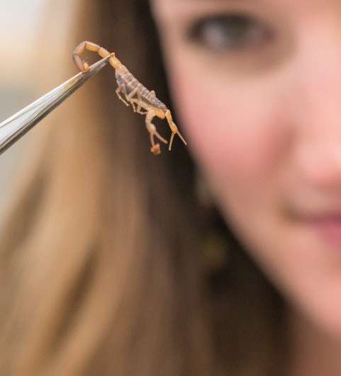 Scorpion census: Researchers update global record of medically significant scorpions