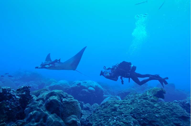 Scripps graduate student discovers world's first known manta ray nursery