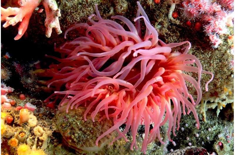 Sea anemone sting cells could inspire new drug-delivery systems