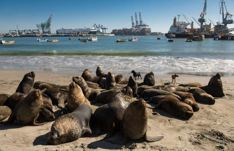 Sea lions hang around on the beach or under the wharf at San Antonio port waiting for fishermen to discard the scraps and entrai