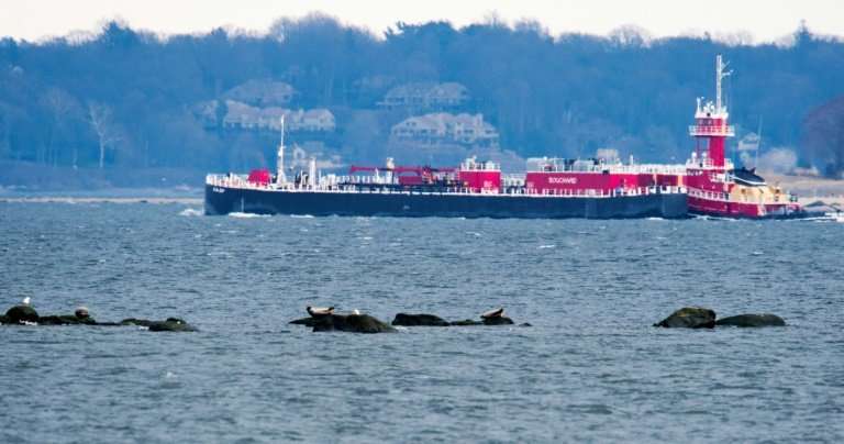 Seals rest on the rocks as a barge passes by March 15, 2018 near Orchard Beach in New York