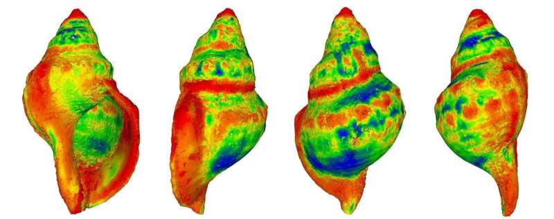 Sea snail shells dissolve in increasingly acidified oceans, study shows
