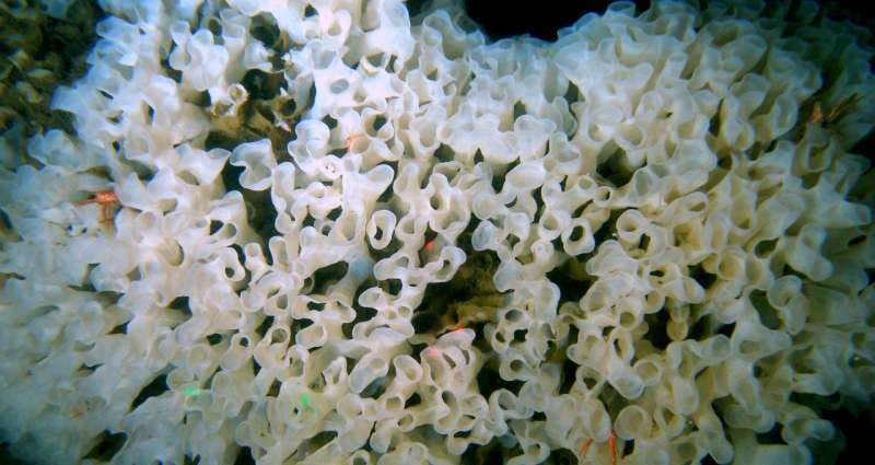 Sea sponge study offers clues into how life adapts to harsh environments