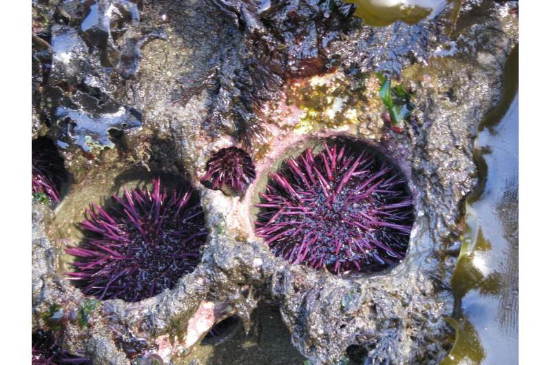 Sea urchins erode rock reefs, excavate pits for themselves