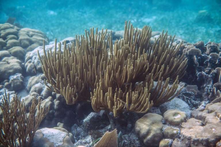 Second in size only to the Great Barrier Reef in Australia, the Mesoamerican Reef spent nearly a decade on the list of endangere