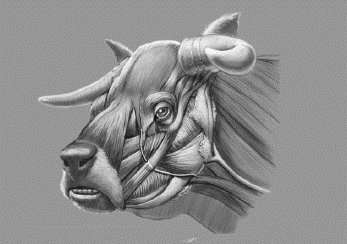 Secrets of extinct cow with face like a bulldog revealed
