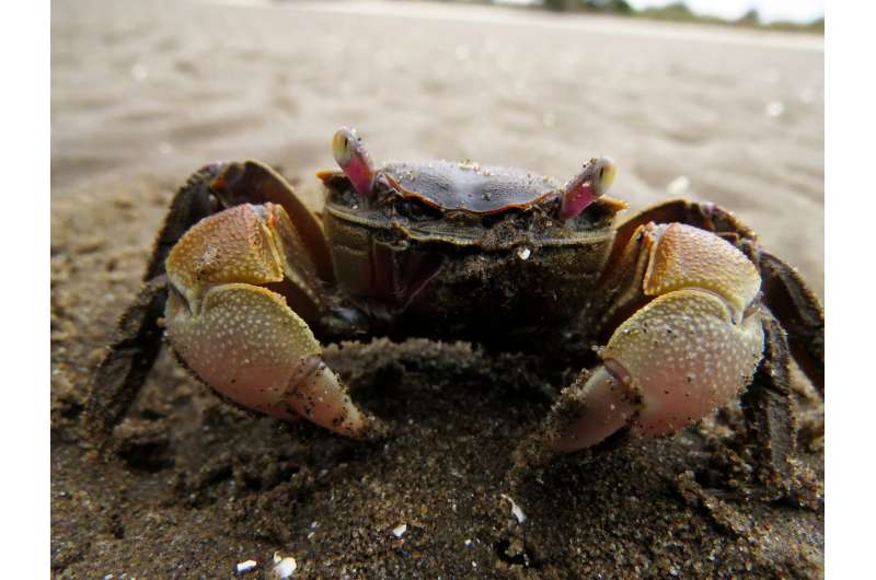 Seeing through the eyes of a crab