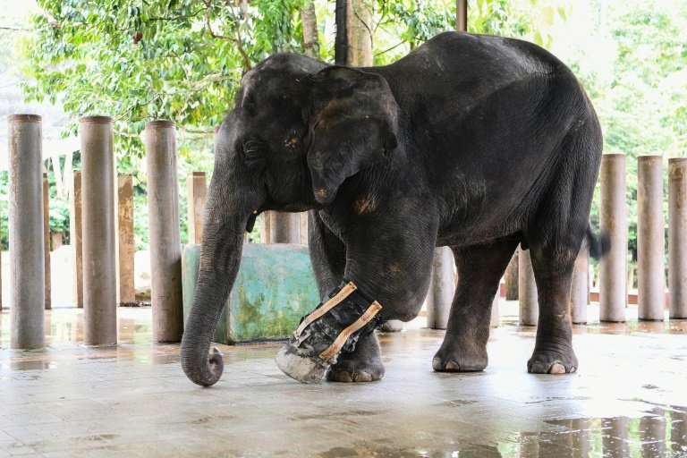 Selendang lost part of its leg after it was caught in a snare trap and has been fitted with a prosthetic limb