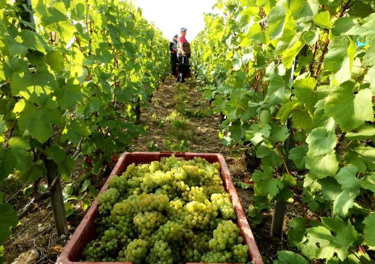Selling grapes to the big champagne houses, which own little land, is one option for small growers