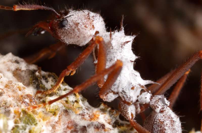 Set in amber, fossil ants help reconstruct evolution of fungus farming
