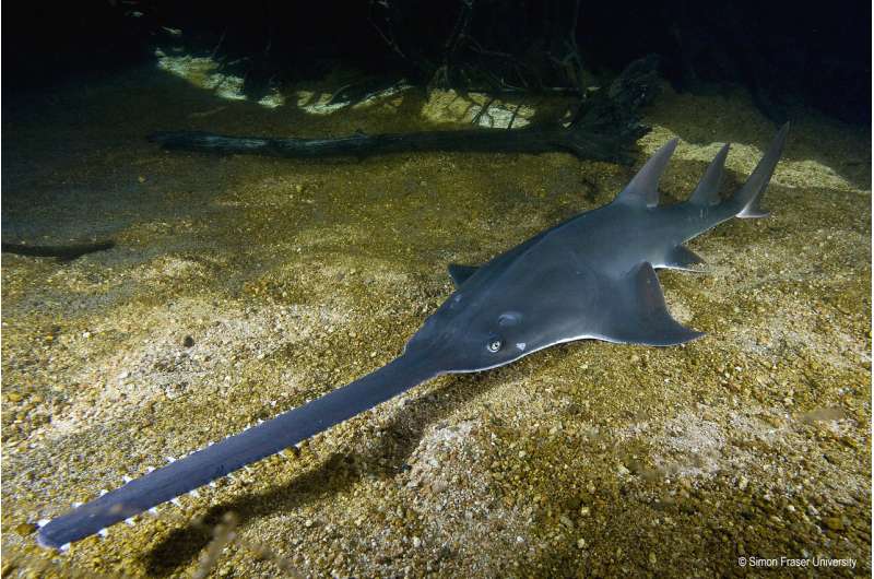 Set your teeth on EDGE: World's weirdest sharks and rays on the brink of extinction