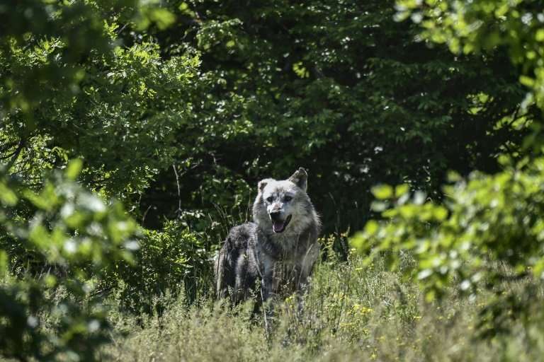Seven wolves share 17 acres of oak forest, with their population set to double as seven more arrive from a zoo in Italy