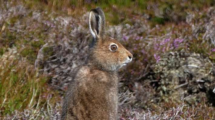 Severe declines of mountain hares on Scottish grouse moors