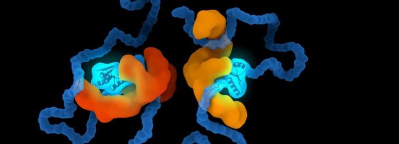 Shaping proteins to understand chaperone-related diseases